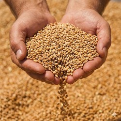 Grâu - Furaj brut 30kg